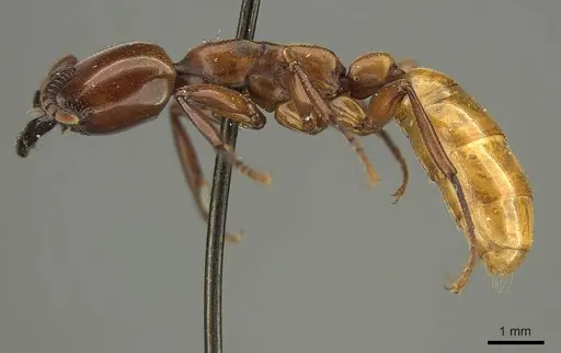 Dorylus fulvus - CASENT0915643