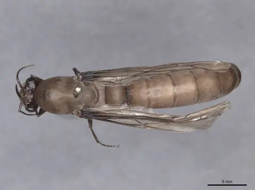 Dorylus fulvus - FMNHINS0000045249