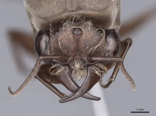 Dorylus fulvus - FMNHINS0000045249