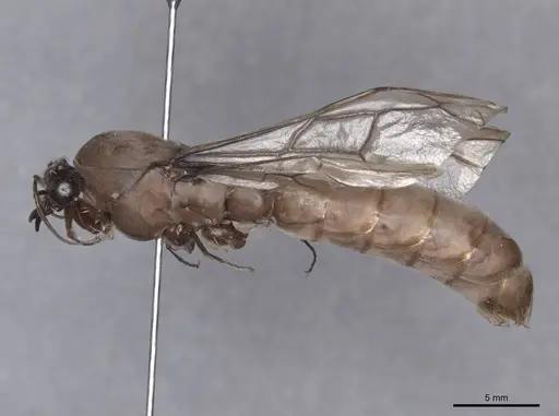 Dorylus fulvus - FMNHINS0000045249