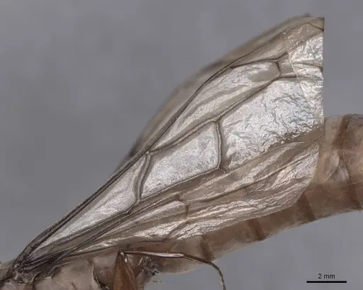 Dorylus fulvus - FMNHINS0000045249