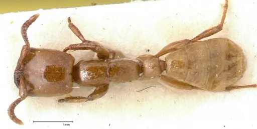 Dorylus fulvus - FOCOL0349