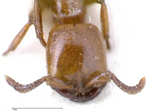 Dorylus fulvus - FOCOL0349