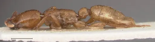 Dorylus fulvus - FOCOL0349