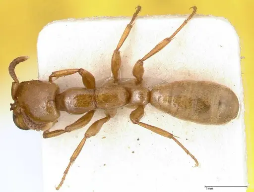 Dorylus fulvus - FOCOL0350-1