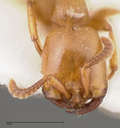 Dorylus fulvus - FOCOL0350-1