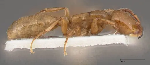 Dorylus fulvus - FOCOL0350-1