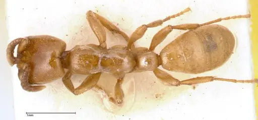 Dorylus fulvus - FOCOL0350-2