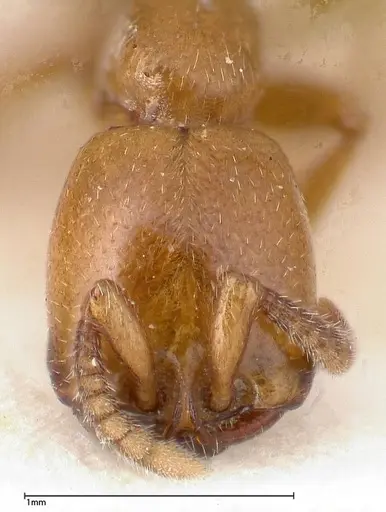 Dorylus fulvus - FOCOL0350-2