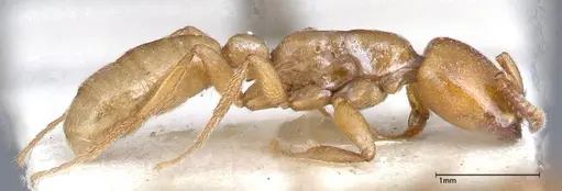 Dorylus fulvus - FOCOL0350-2