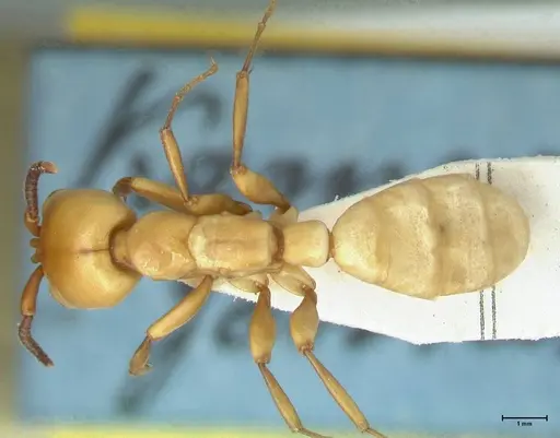 Dorylus fulvus - FOCOL1107