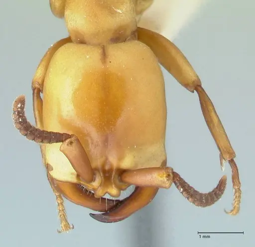 Dorylus fulvus - FOCOL1107