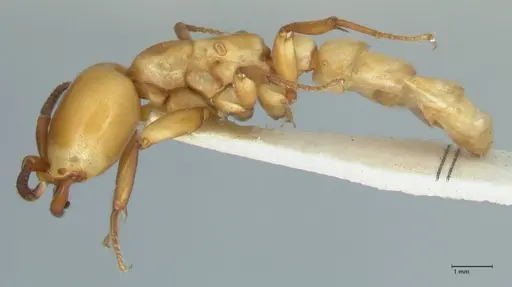 Dorylus fulvus - FOCOL1107