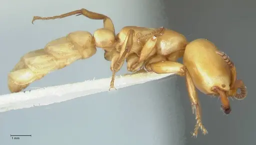 Dorylus fulvus - FOCOL1107