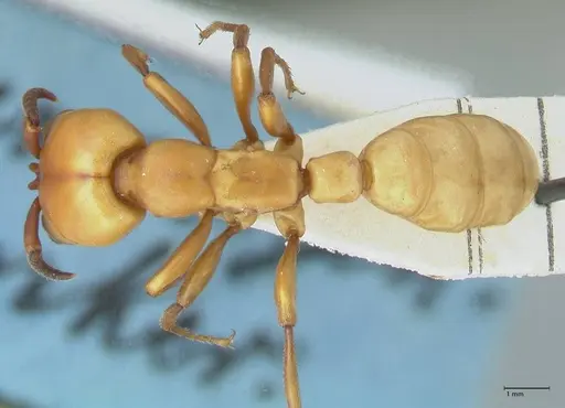 Dorylus fulvus - FOCOL1108