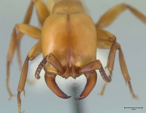 Dorylus fulvus - FOCOL1108