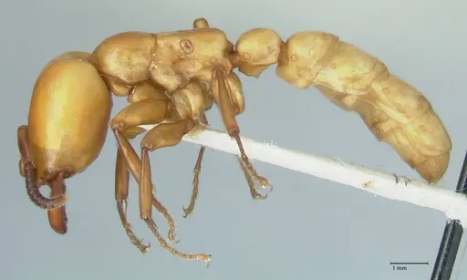 Dorylus fulvus - FOCOL1108