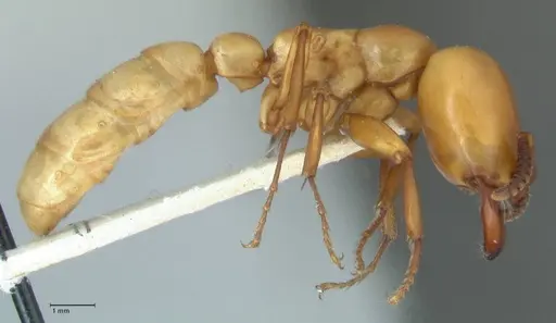 Dorylus fulvus - FOCOL1108