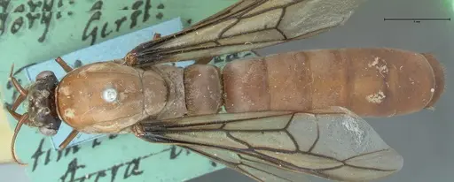 Dorylus fulvus - FOCOL1109