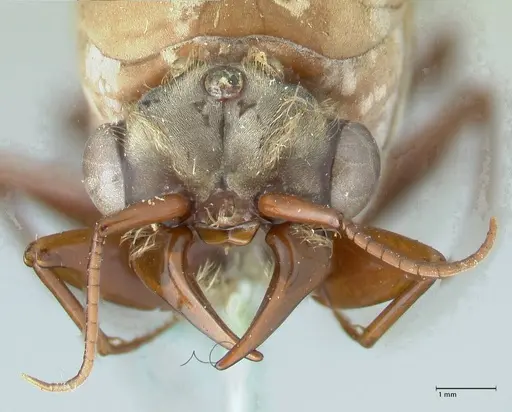 Dorylus fulvus - FOCOL1109