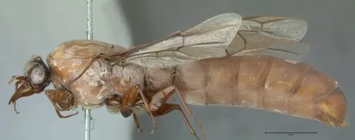 Dorylus fulvus - FOCOL1109