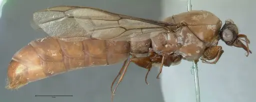 Dorylus fulvus - FOCOL1109