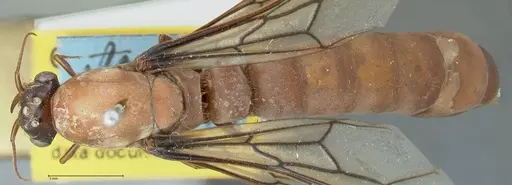 Dorylus fulvus - FOCOL1110