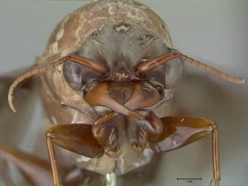 Dorylus fulvus - FOCOL1110