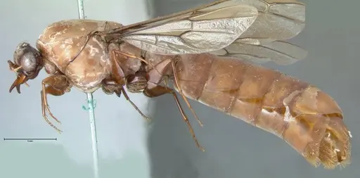 Dorylus fulvus - FOCOL1110