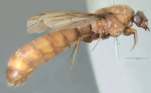 Dorylus fulvus - FOCOL1110