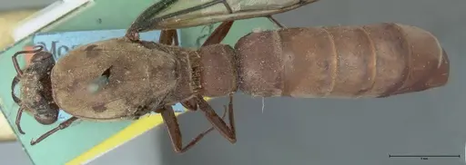 Dorylus fulvus - FOCOL1111