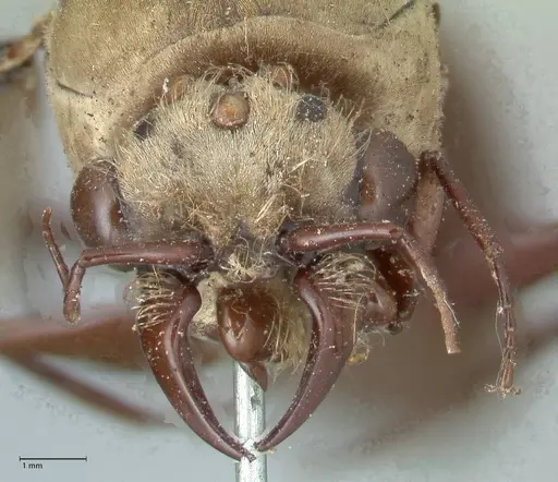 Dorylus fulvus - FOCOL1111