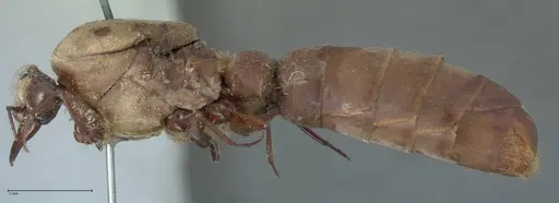 Dorylus fulvus - FOCOL1111