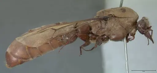 Dorylus fulvus - FOCOL1111