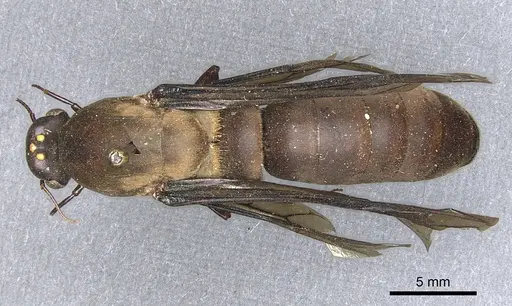 Dorylus funereus specimen