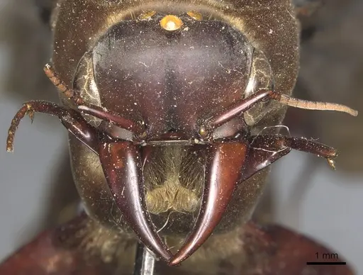 Dorylus funereus specimen