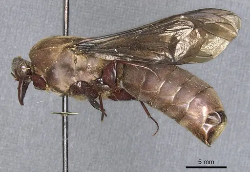 Dorylus funereus specimen