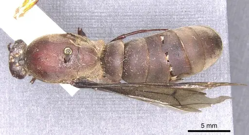 Dorylus funereus - CASENT0911285