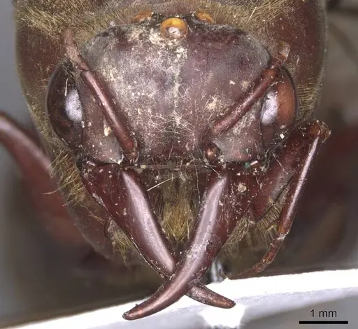 Dorylus funereus - CASENT0911285