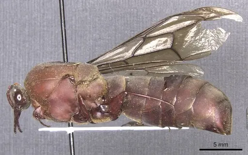 Dorylus funereus - CASENT0911285