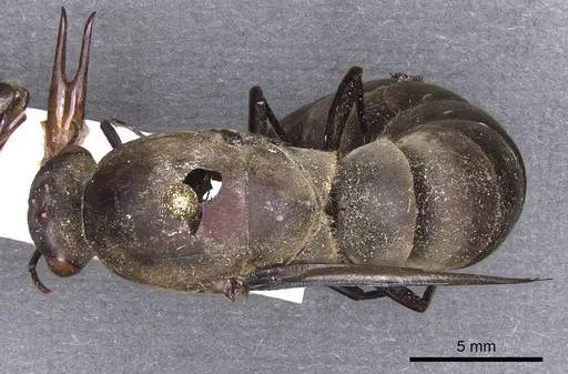 Dorylus funereus - CASENT0911286