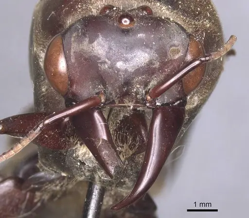 Dorylus funereus - CASENT0911286