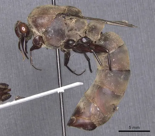 Dorylus funereus - CASENT0911286