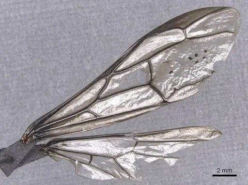 Dorylus funereus - CASENT0911286