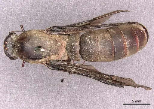 Dorylus funereus - CASENT0911287