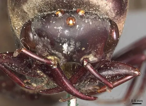 Dorylus funereus - CASENT0911287