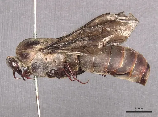 Dorylus funereus - CASENT0911287