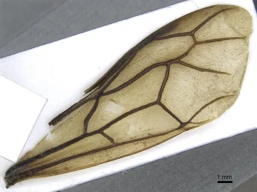 Dorylus funereus - CASENT0911287