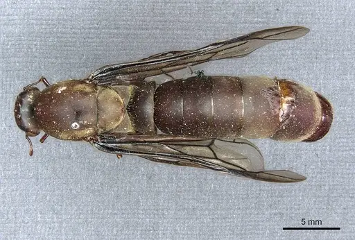 Dorylus funereus - CASENT0911288