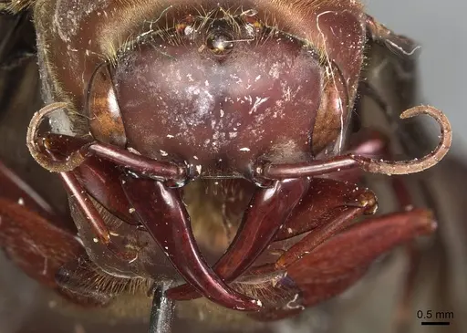 Dorylus funereus - CASENT0911288